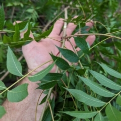 Pistacia chinensis at Pine Island to Point Hut - 16 Dec 2023 01:16 PM