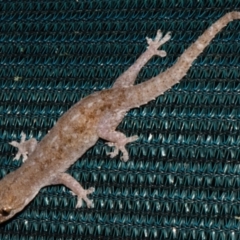 Hemidactylus frenatus (Asian House Gecko) at Sheldon, QLD - 12 Dec 2023 by PJH123