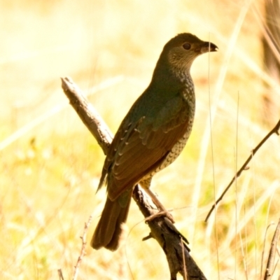 Ptilonorhynchus violaceus (Satin Bowerbird) at The Pinnacle - 15 Dec 2023 by Thurstan