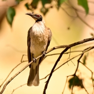 Philemon corniculatus at The Pinnacle - 16 Dec 2023 10:42 AM