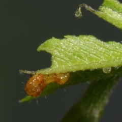 Agarista agricola (Joseph's Coat Moth) at Sheldon, QLD - 11 Dec 2023 by PJH123