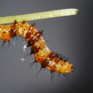 Agarista agricola at Sheldon, QLD - 16 Dec 2023