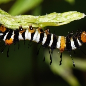 Agarista agricola at Sheldon, QLD - 16 Dec 2023