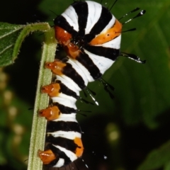 Agarista agricola at Sheldon, QLD - 16 Dec 2023