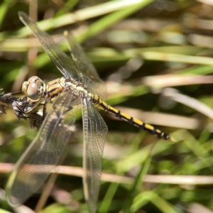 Orthetrum caledonicum at Dickson Wetland Corridor - 16 Dec 2023