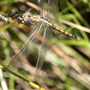 Orthetrum caledonicum at Dickson Wetland Corridor - 16 Dec 2023