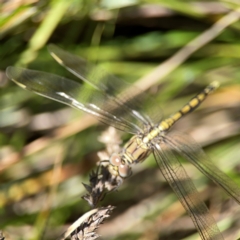 Orthetrum caledonicum at Dickson Wetland Corridor - 16 Dec 2023