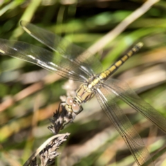 Orthetrum caledonicum at Dickson Wetland Corridor - 16 Dec 2023