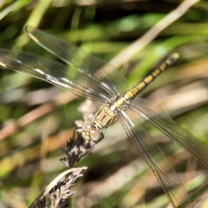 Orthetrum caledonicum at Dickson Wetland Corridor - 16 Dec 2023 12:39 PM