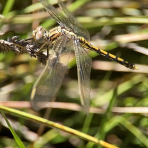 Orthetrum caledonicum at Dickson Wetland Corridor - 16 Dec 2023