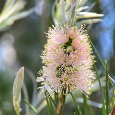 Melaleuca sp. (A Melaleuca) at Dickson Wetland Corridor - 16 Dec 2023 by Hejor1