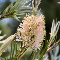 Melaleuca sp. at Dickson Wetland Corridor - 16 Dec 2023