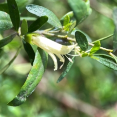 Correa sp. at Dickson Wetland Corridor - 16 Dec 2023 by Hejor1