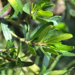 Correa sp. at Dickson Wetland Corridor - 16 Dec 2023