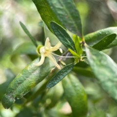 Correa sp. at Dickson Wetland Corridor - 16 Dec 2023 12:10 PM