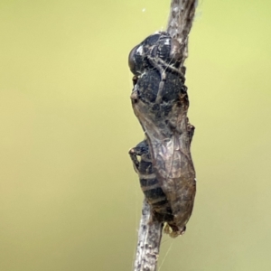 Apiformes (informal group) at Dickson Wetland Corridor - 16 Dec 2023