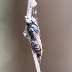 Apiformes (informal group) at Dickson Wetland Corridor - 16 Dec 2023 12:06 PM