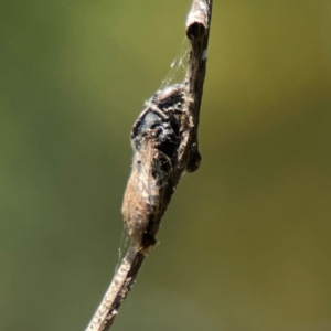 Apiformes (informal group) at Dickson Wetland Corridor - 16 Dec 2023