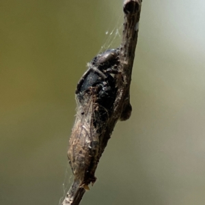 Apiformes (informal group) at Dickson Wetland Corridor - 16 Dec 2023