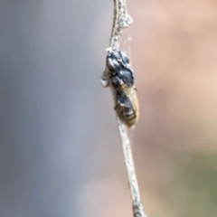 Apiformes (informal group) at Dickson Wetland Corridor - 16 Dec 2023