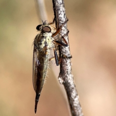 Cerdistus sp. (genus) (Slender Robber Fly) at Dickson Wetland Corridor - 16 Dec 2023 by Hejor1