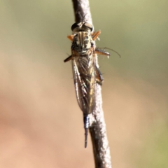 Cerdistus sp. (genus) at Dickson Wetland Corridor - 16 Dec 2023