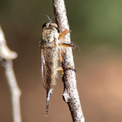 Cerdistus sp. (genus) at Dickson Wetland Corridor - 16 Dec 2023