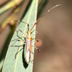 Rayieria acaciae (Acacia-spotting bug) at Dickson Wetland Corridor - 16 Dec 2023 by Hejor1