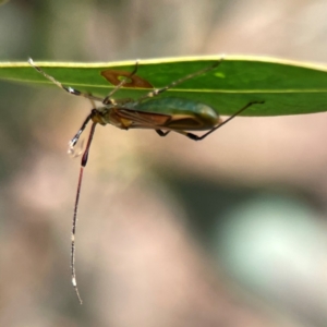 Rayieria acaciae at Dickson Wetland Corridor - 16 Dec 2023 12:09 PM