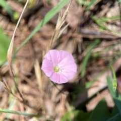 Convolvulus angustissimus subsp. angustissimus (Australian Bindweed) at Dickson Wetland Corridor - 16 Dec 2023 by Hejor1