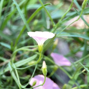 Convolvulus angustissimus subsp. angustissimus at Dickson Wetland Corridor - 16 Dec 2023