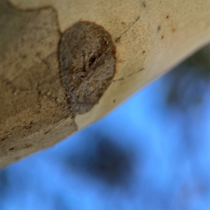 Tamopsis sp. (genus) at Dickson Wetland Corridor - 16 Dec 2023