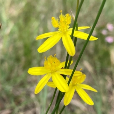 Tricoryne elatior (Yellow Rush Lily) at Cooleman Ridge - 16 Dec 2023 by Shazw