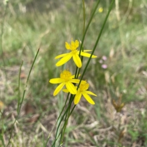 Tricoryne elatior at Cooleman Ridge - suppressed