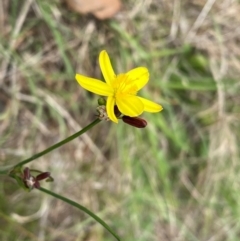 Tricoryne elatior at Cooleman Ridge - suppressed