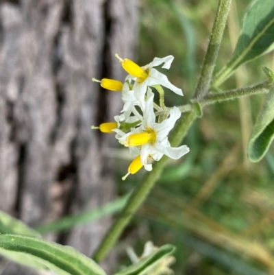 Solanum chenopodioides (Whitetip Nightshade) at Tuggeranong, ACT - 16 Dec 2023 by Shazw
