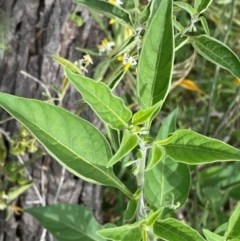 Solanum chenopodioides at Cooleman Ridge - 16 Dec 2023