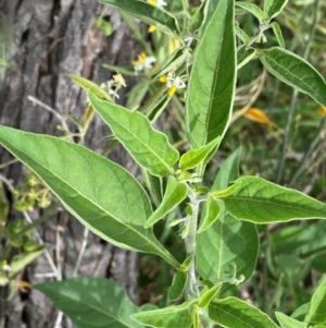 Solanum chenopodioides at Cooleman Ridge - 16 Dec 2023