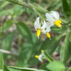 Solanum chenopodioides at Cooleman Ridge - 16 Dec 2023