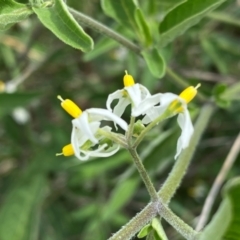 Solanum chenopodioides at Cooleman Ridge - 16 Dec 2023