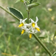 Solanum chenopodioides at Cooleman Ridge - 16 Dec 2023