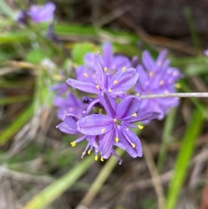 Caesia calliantha at Cooleman Ridge - suppressed