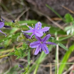 Caesia calliantha at Cooleman Ridge - suppressed