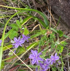 Caesia calliantha at Cooleman Ridge - suppressed