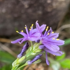 Caesia calliantha at Cooleman Ridge - suppressed