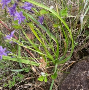 Caesia calliantha at Cooleman Ridge - suppressed