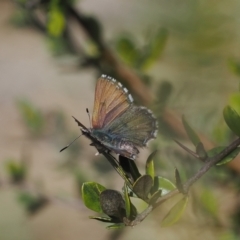 Paralucia spinifera (Bathurst or Purple Copper Butterfly) at Anembo, NSW - 13 Sep 2023 by RAllen