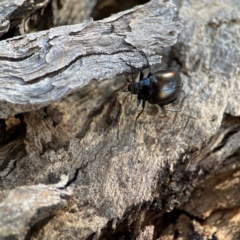 Chalcopteroides sp. (genus) (Rainbow darkling beetle) at Dickson, ACT - 16 Dec 2023 by Hejor1