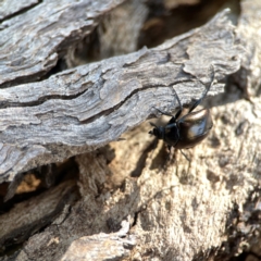 Chalcopteroides sp. (genus) at Dickson Wetland Corridor - 16 Dec 2023 12:21 PM