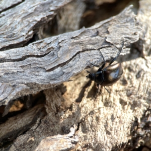 Chalcopteroides sp. (genus) at Dickson Wetland Corridor - 16 Dec 2023